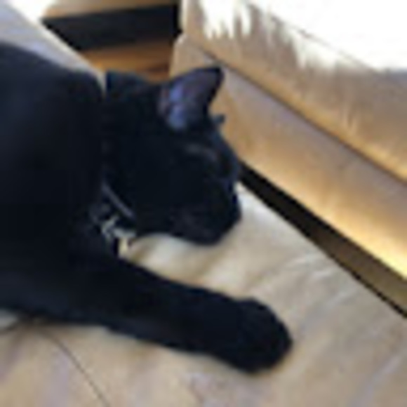 Meet your Posher, Tessla - Picture 1 of 1